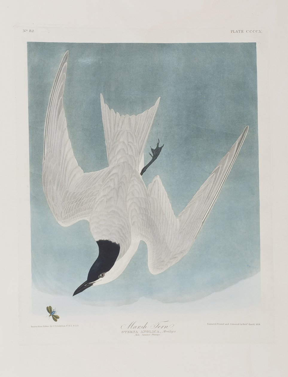 Illustration from 