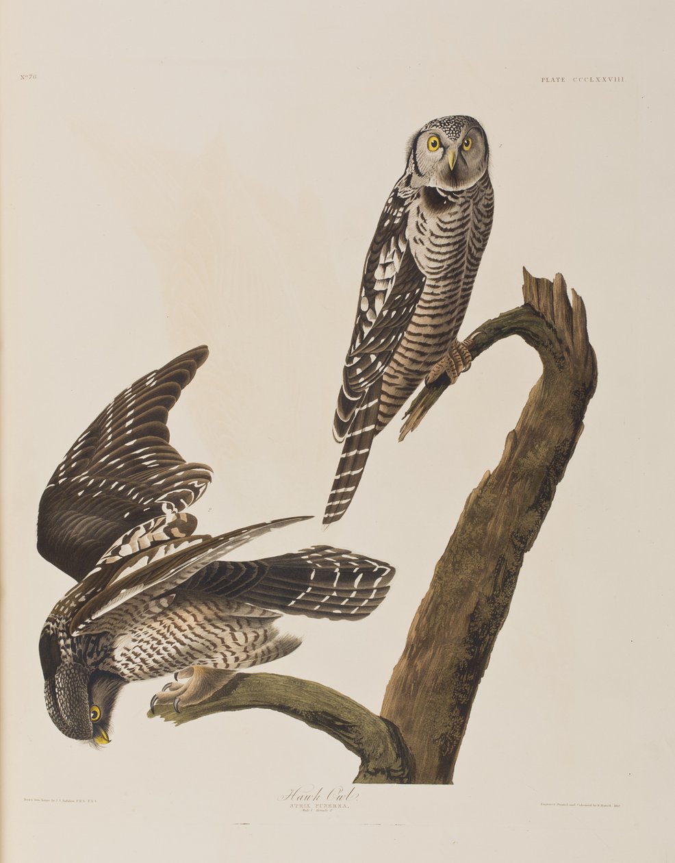 Illustration from 