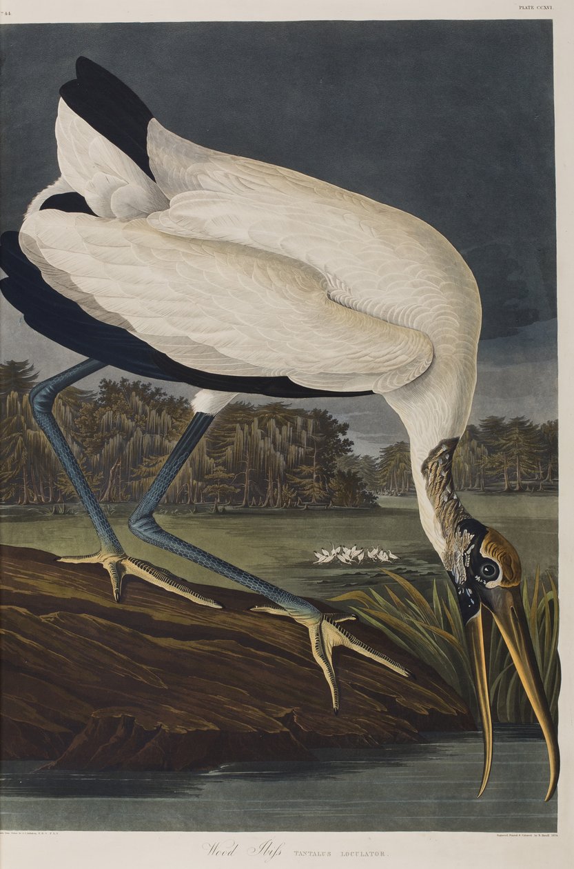 Illustration from 