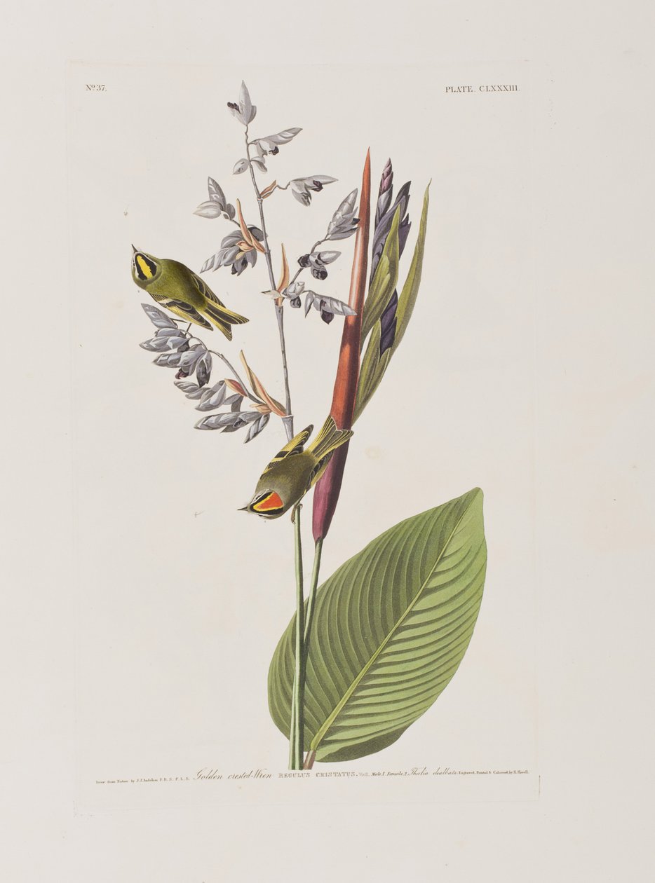Illustration from 