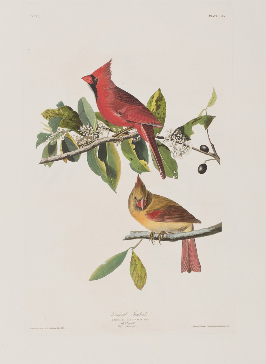 Illustration from 