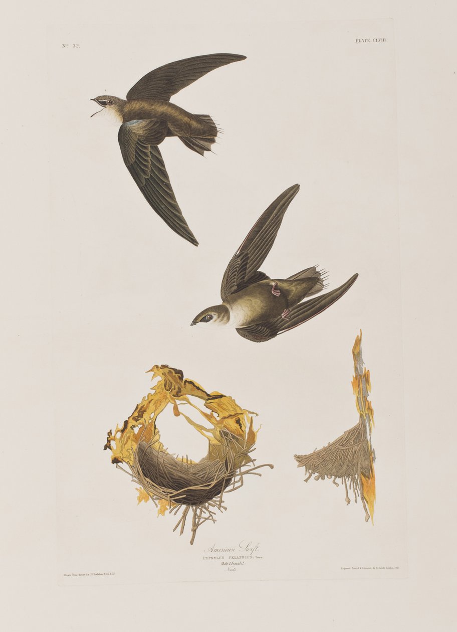 Illustration from 