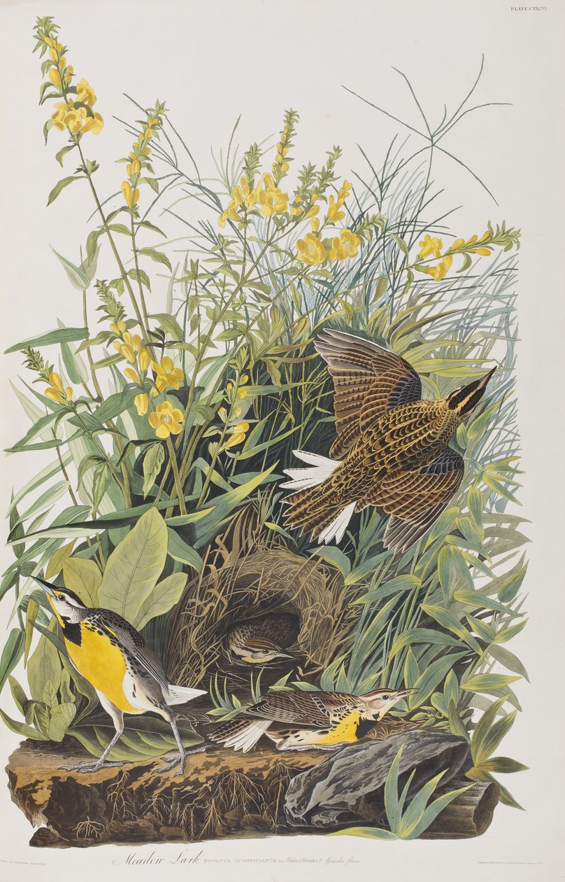 Illustration from 