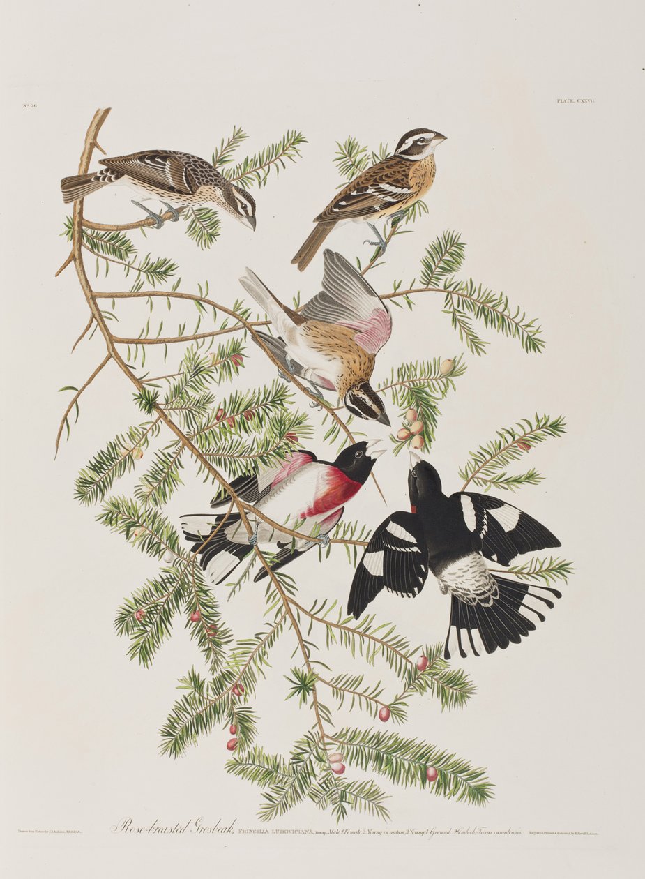 Illustration from 