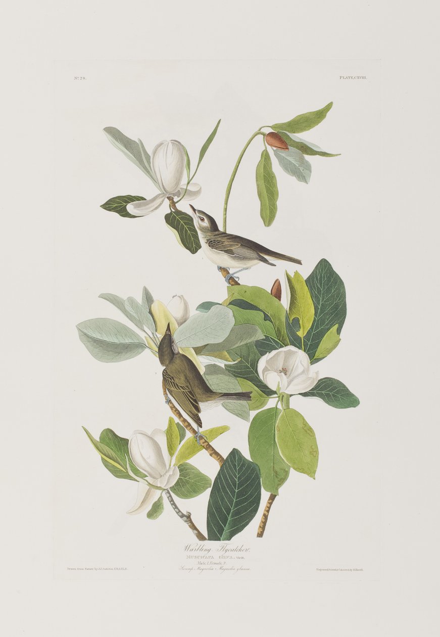 Illustration from 