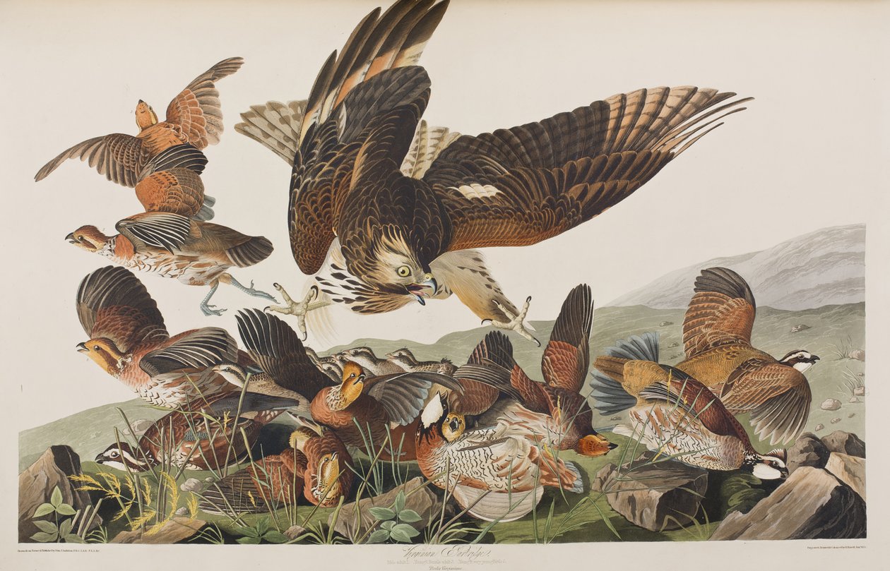 Illustration from 