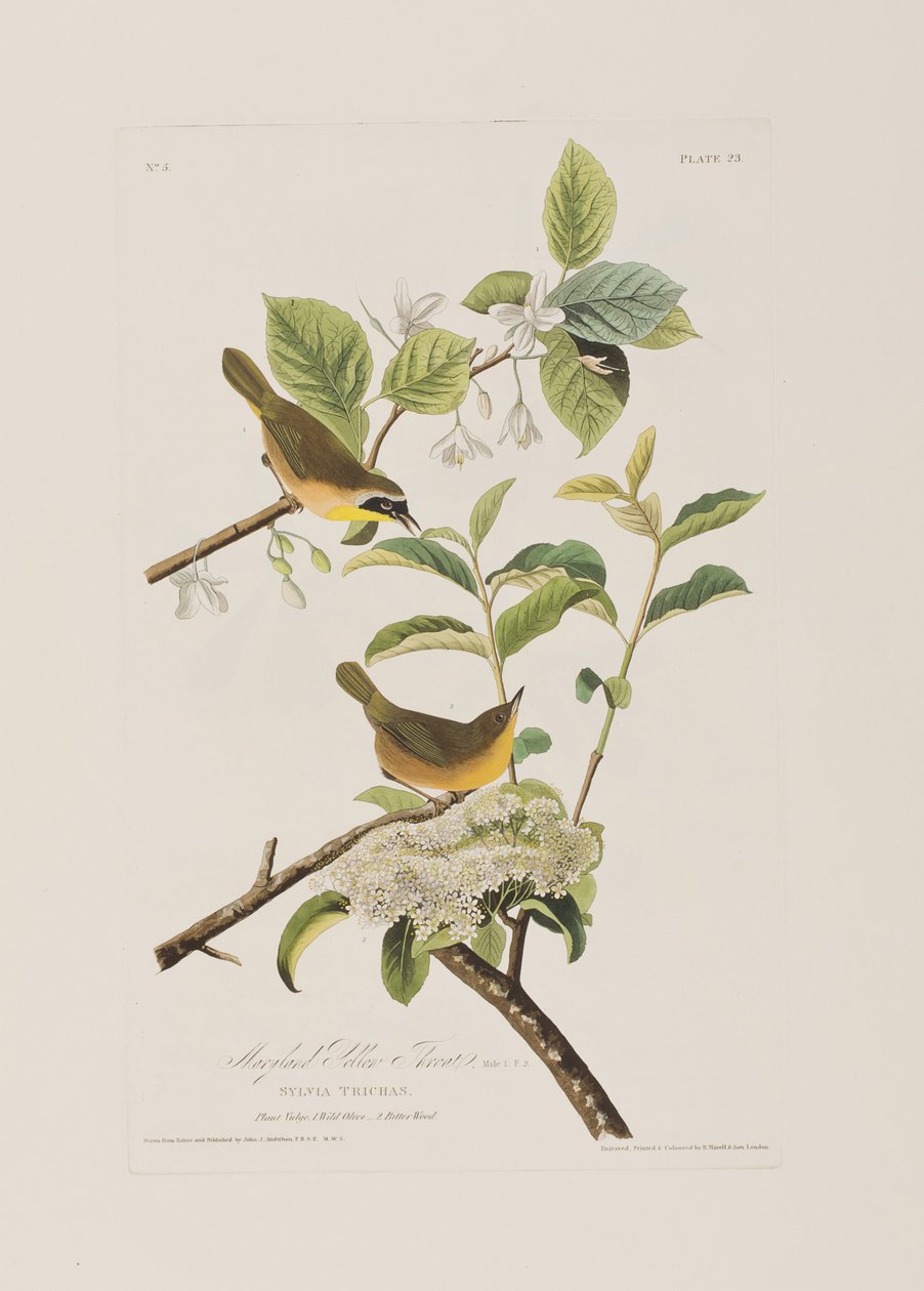 Illustration from 