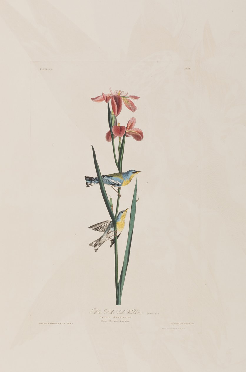 Illustration from 