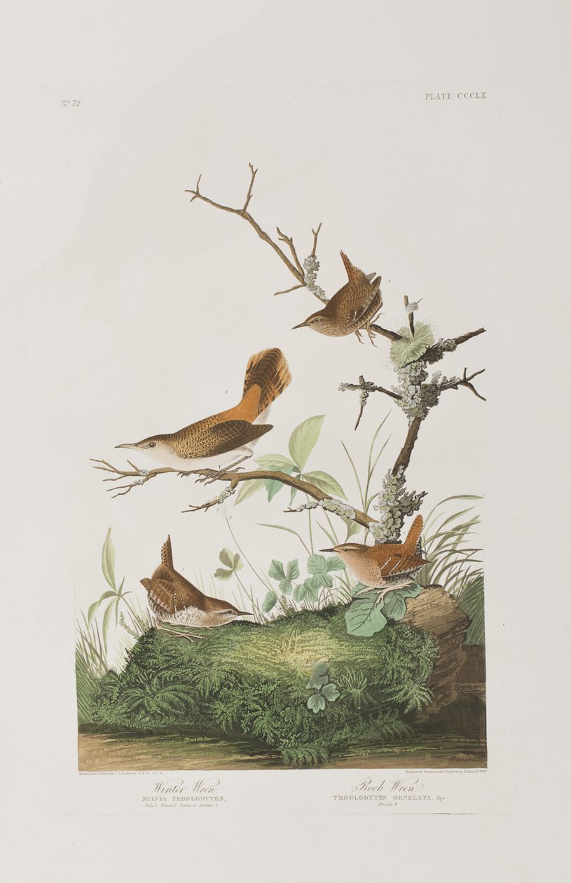 Illustration from 