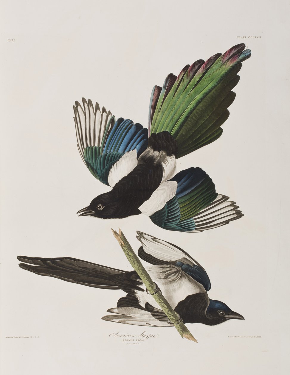 Illustration from 
