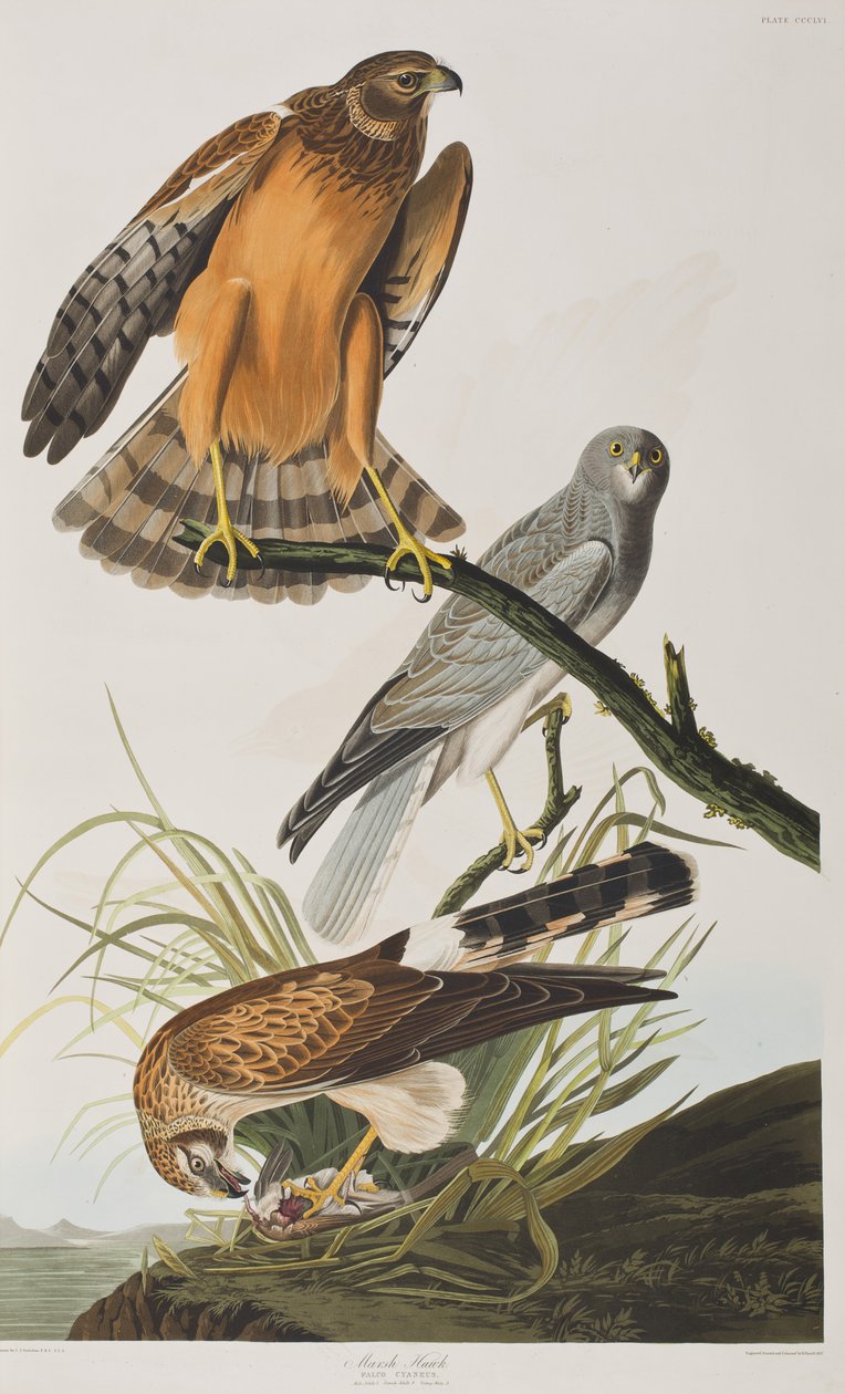 Illustration from 