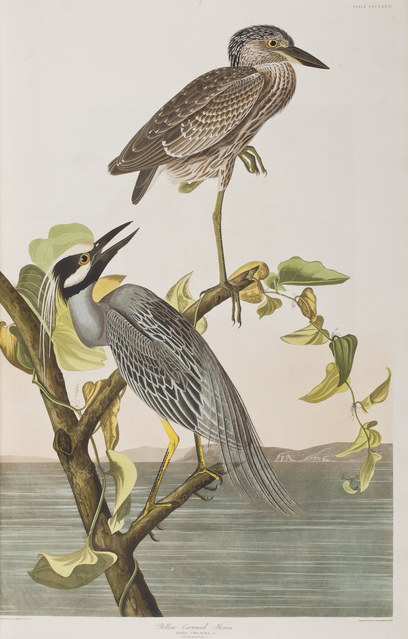 Illustration from 