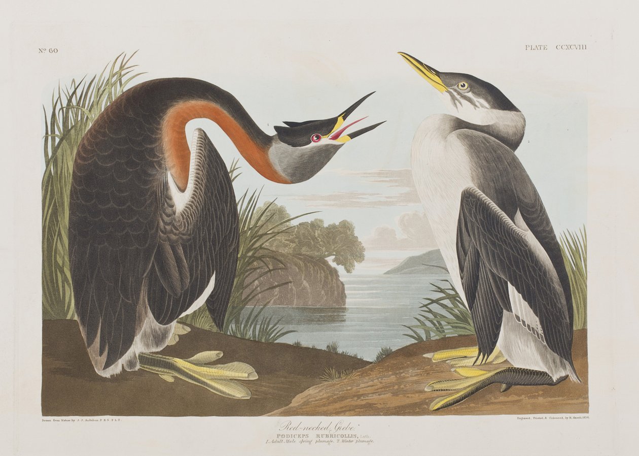 Illustration from 