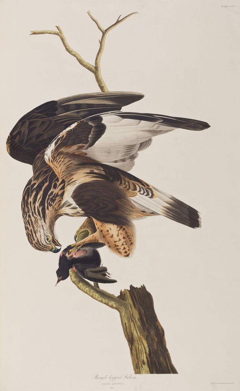 Illustration from 