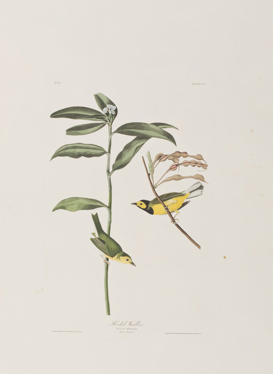 Illustration from 