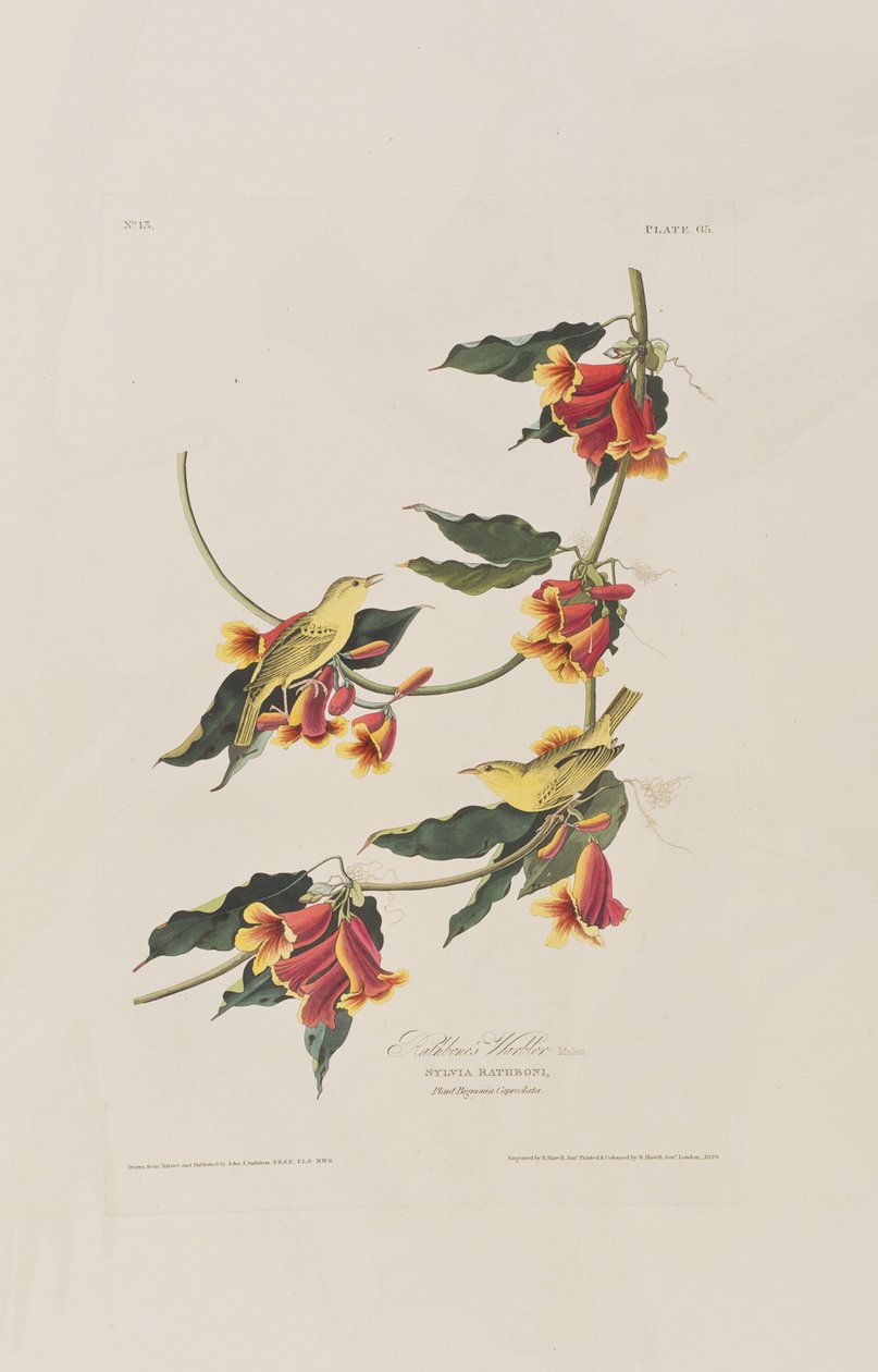 Illustration from 