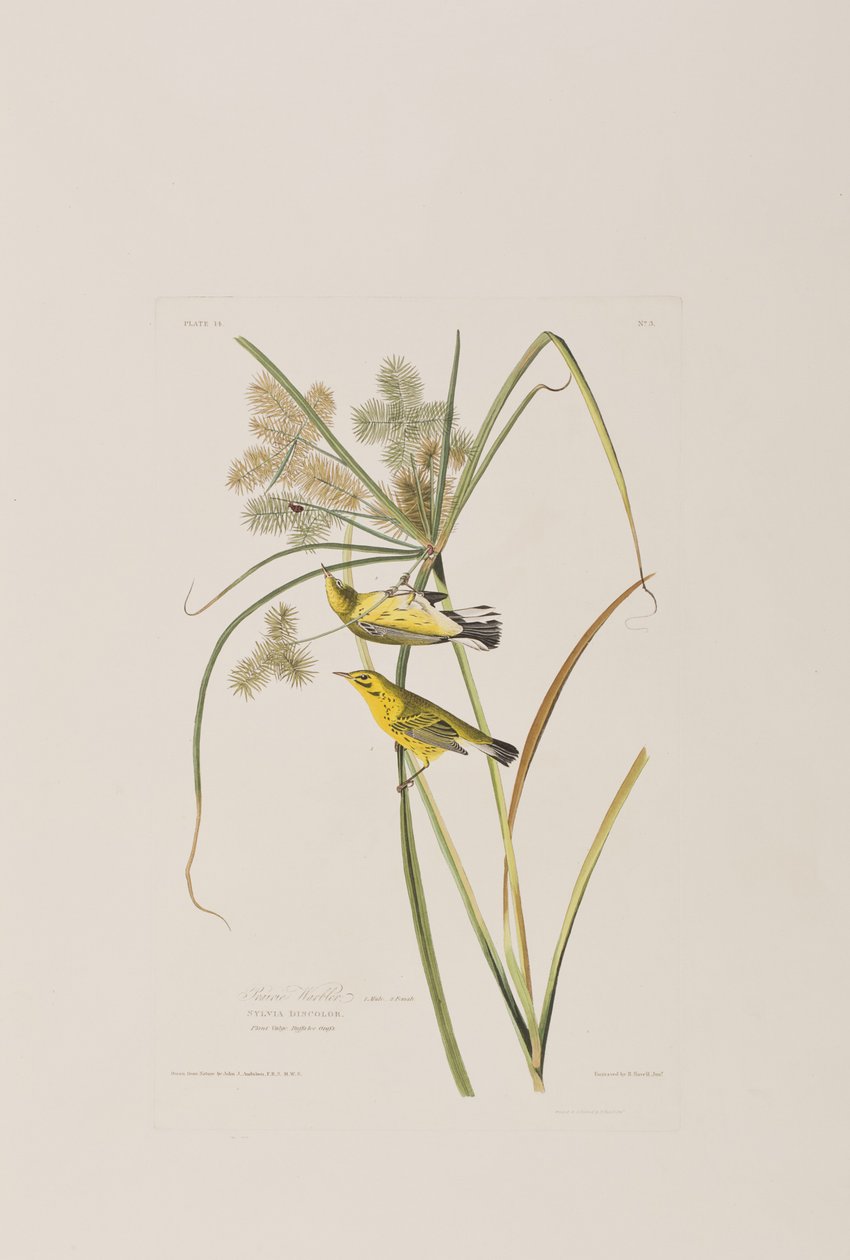Illustration from 