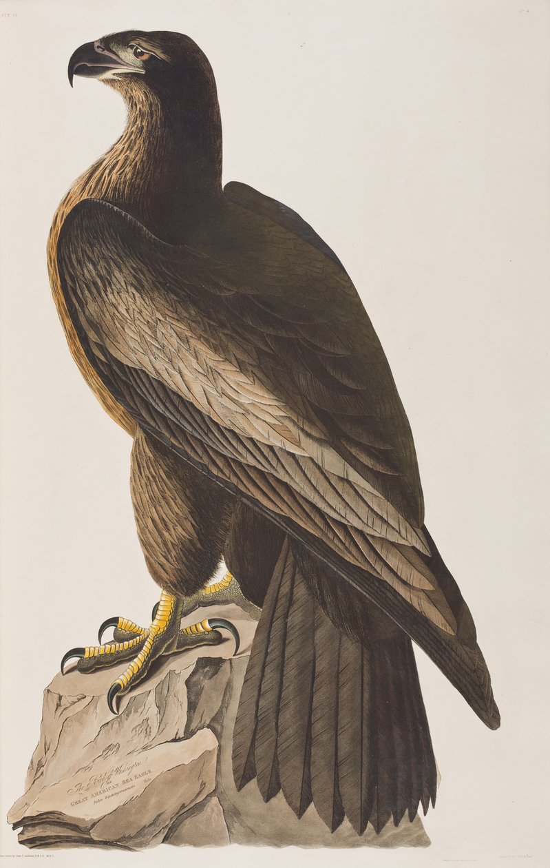 Illustration from 