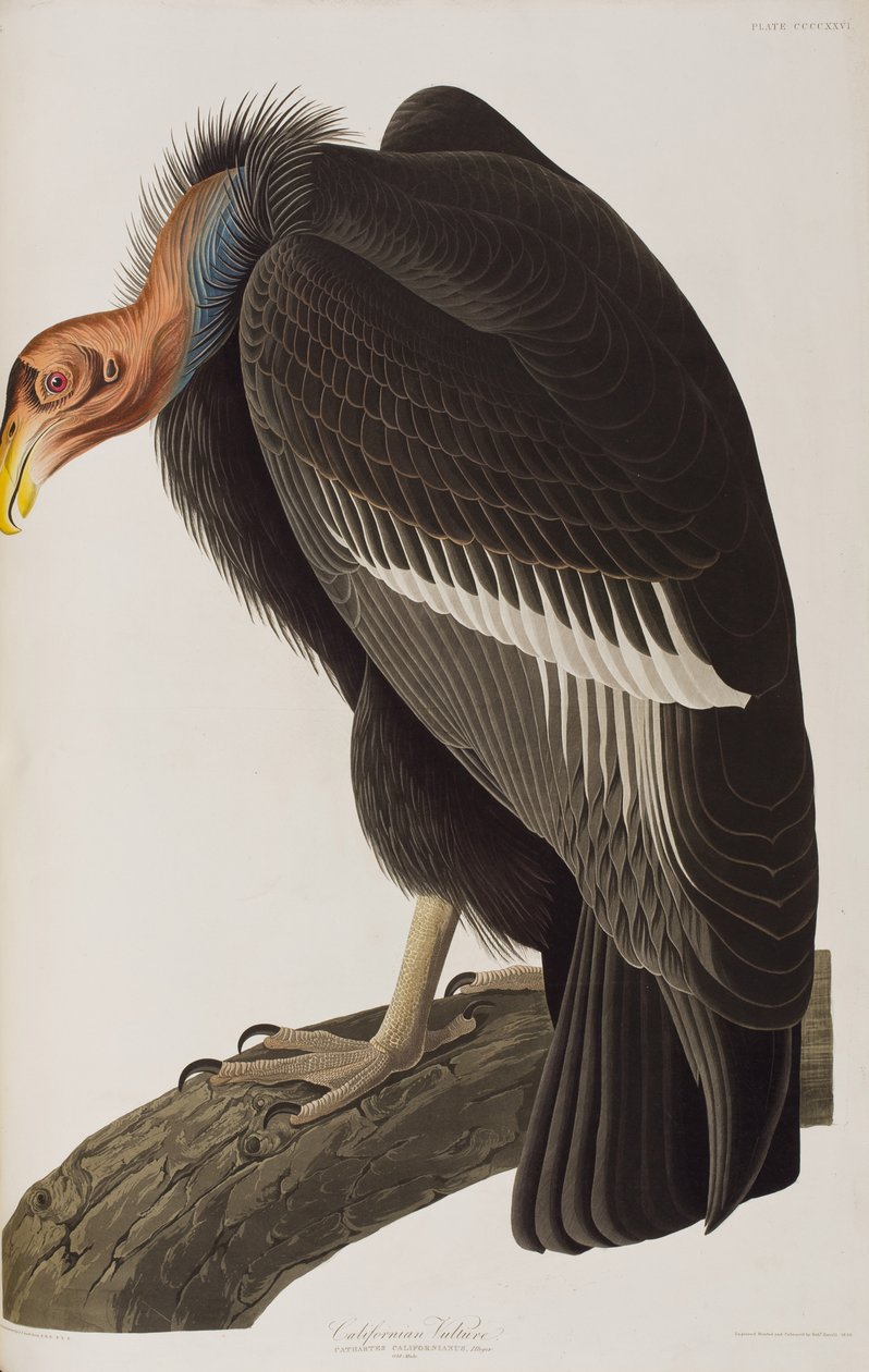 Illustration from 