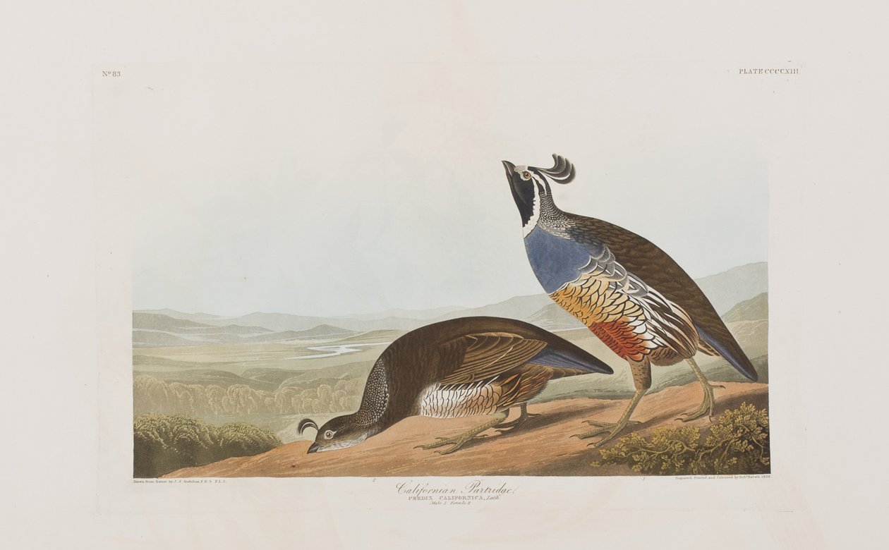 Illustration from 