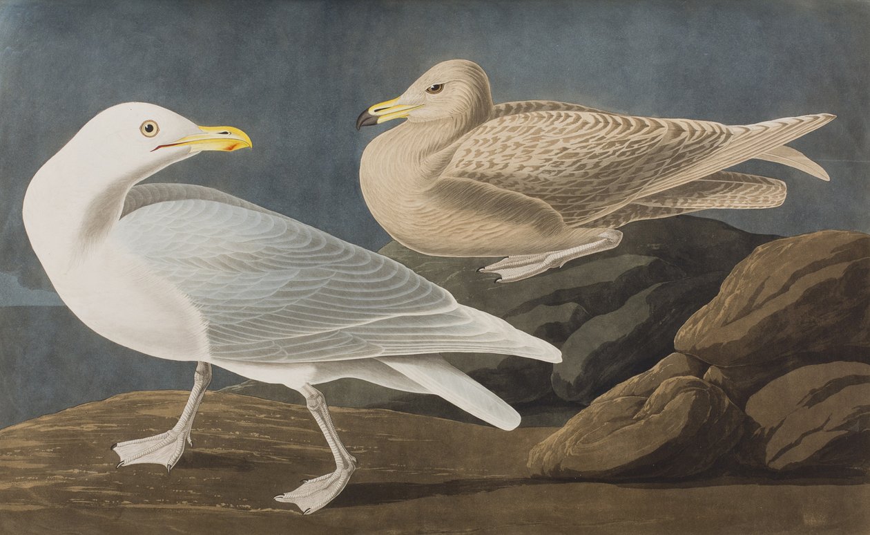 Illustration from 