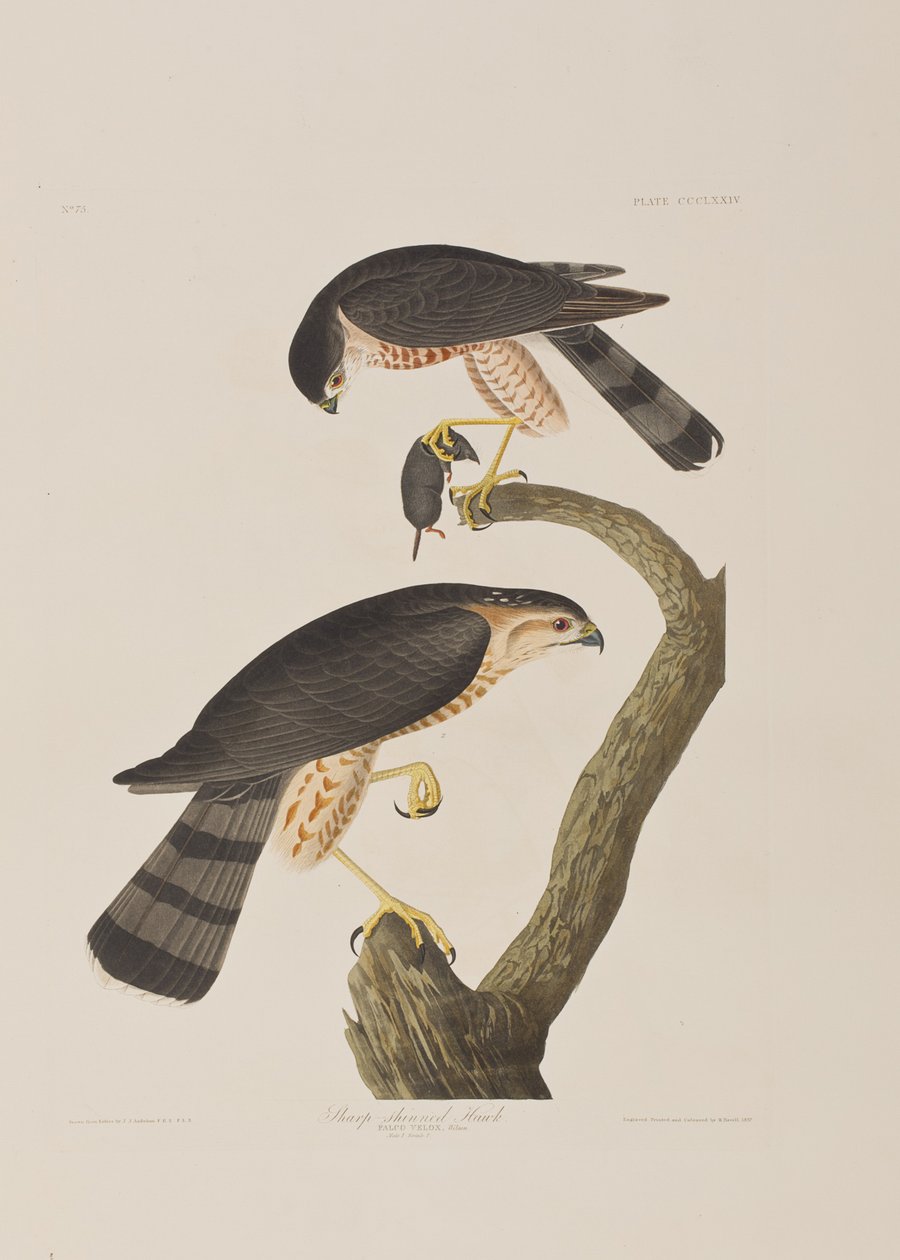 Illustration from 