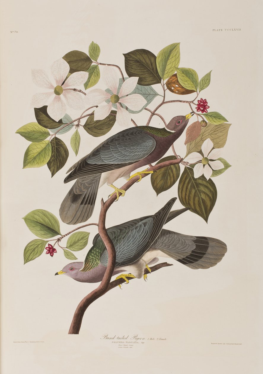 Illustration from 