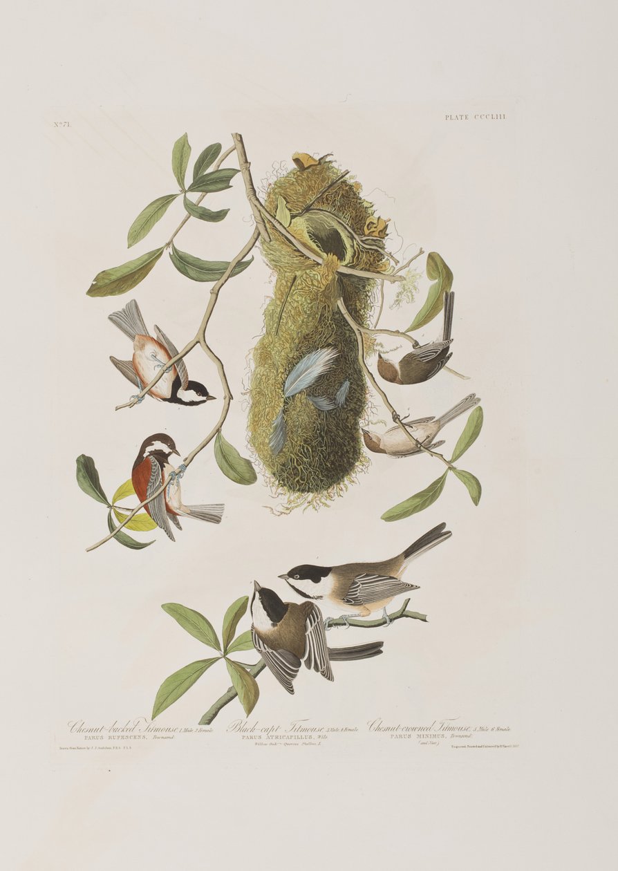 Illustration from 