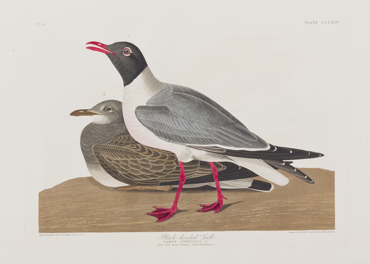 Illustration from 