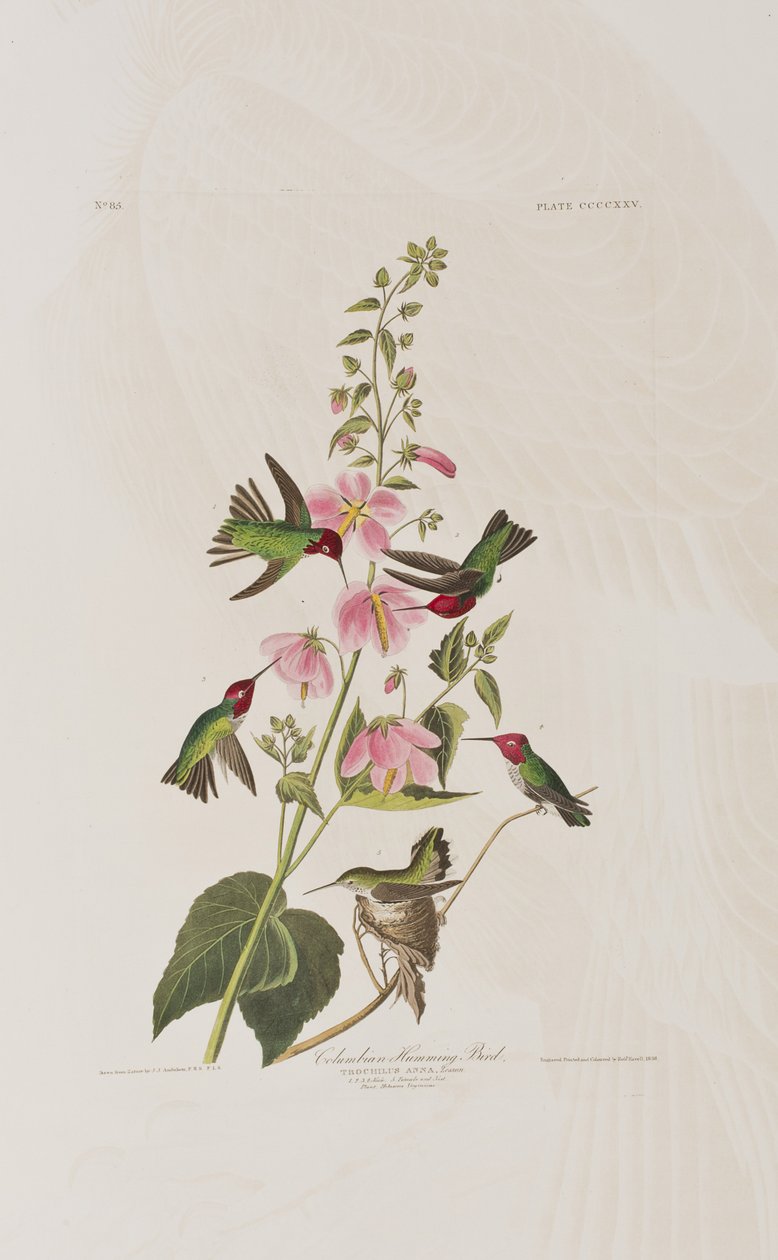 Illustration from 