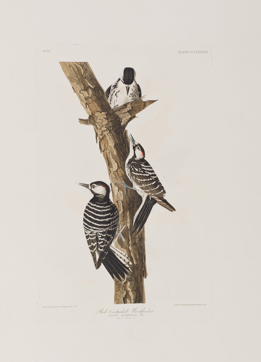 Illustration from 