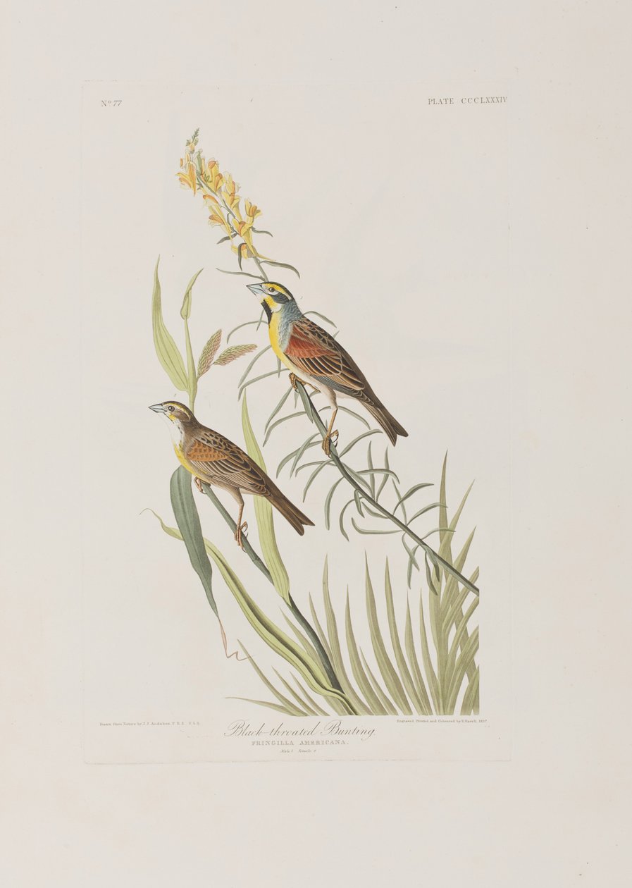 Illustration from 