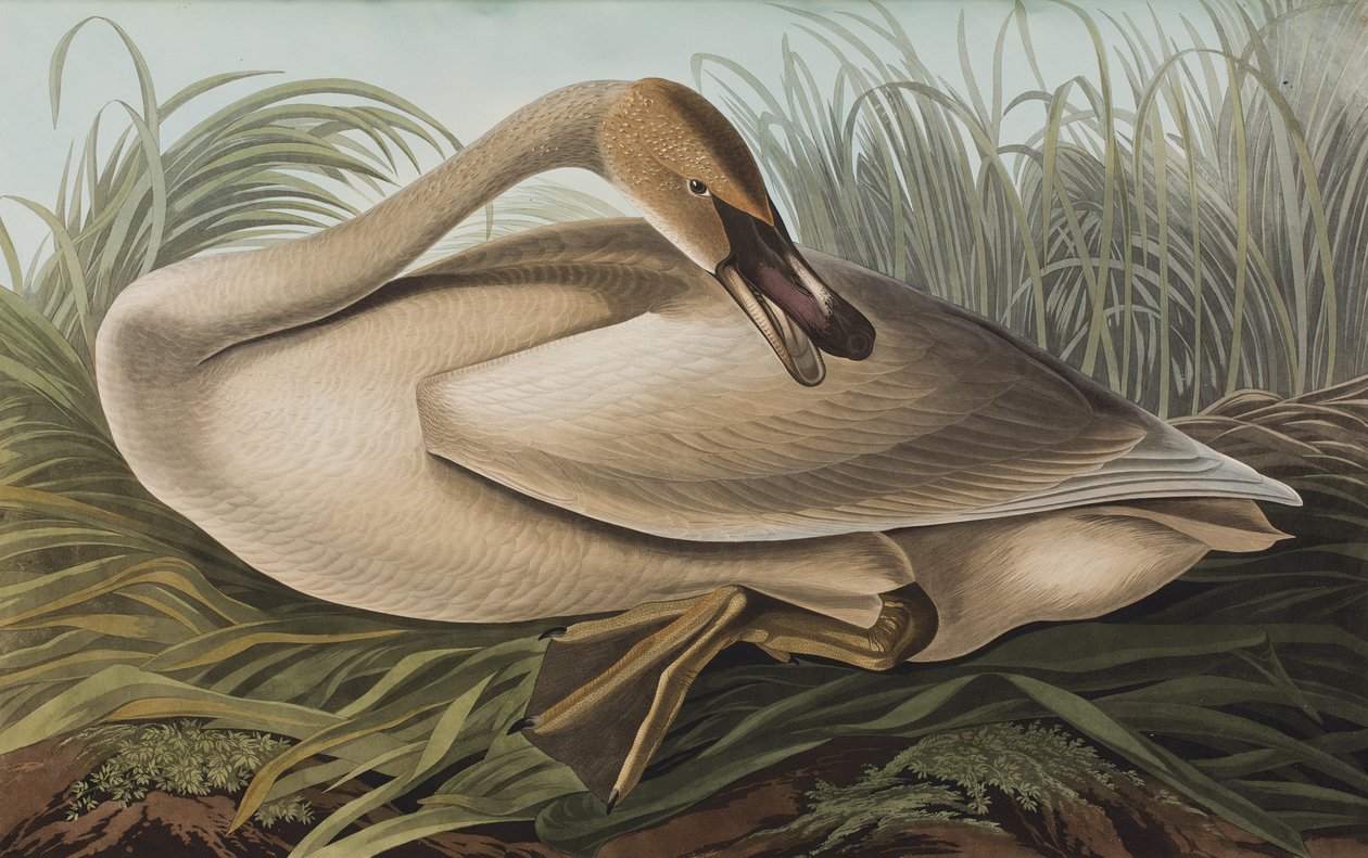 Illustration from 