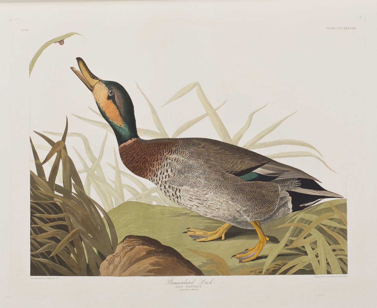 Illustration from 