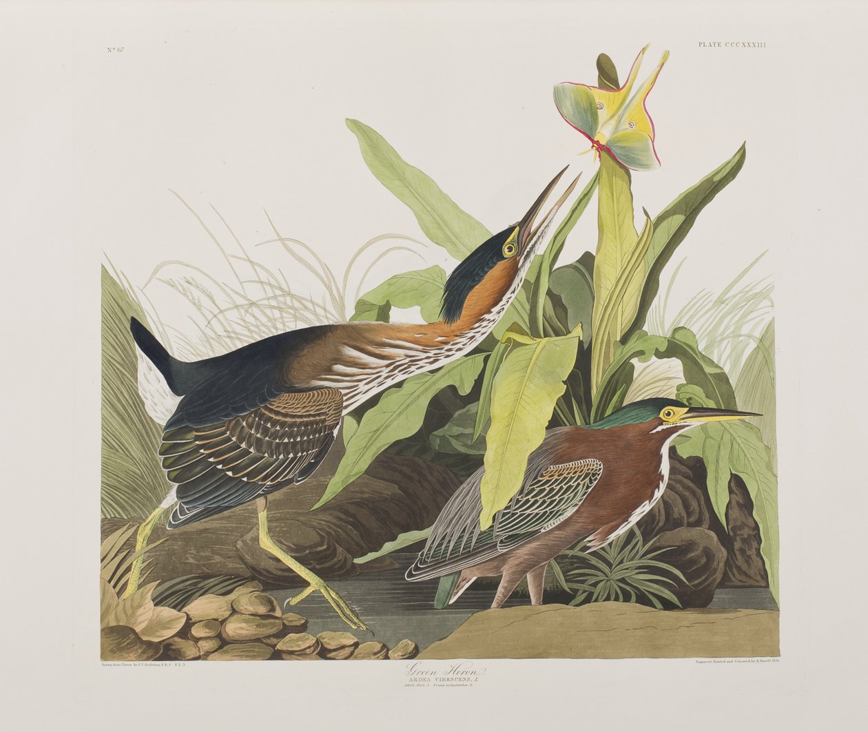 Illustration from 