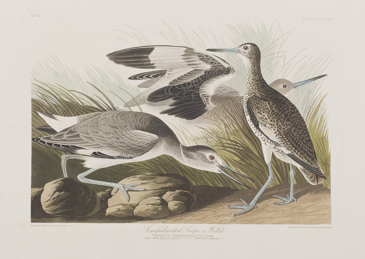 Illustration from 