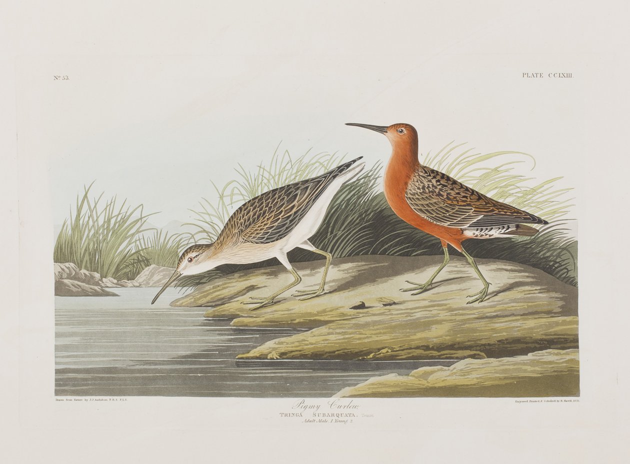 Illustration from 