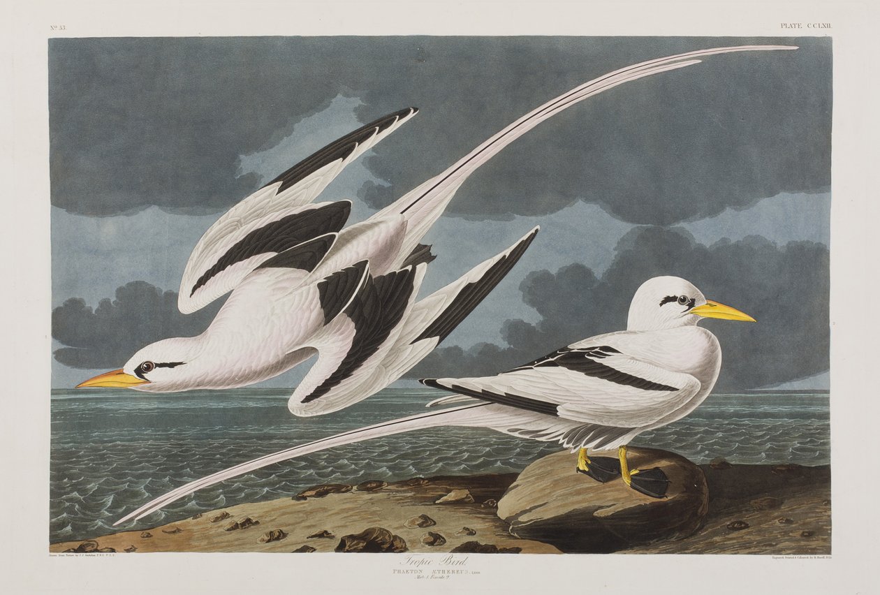 Illustration from 