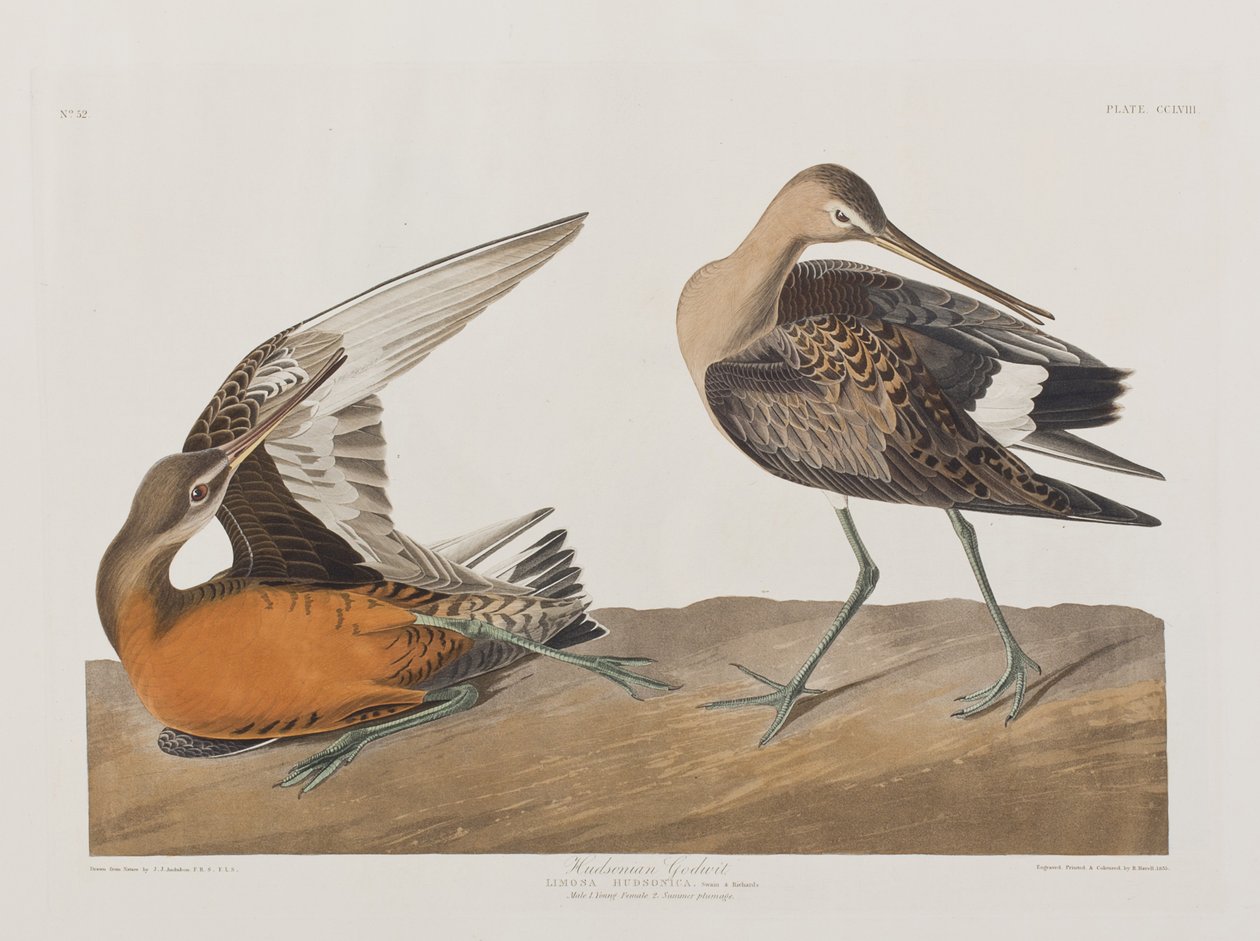 Illustration from 