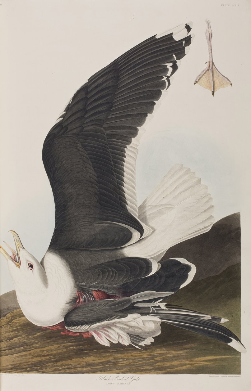Illustration from 