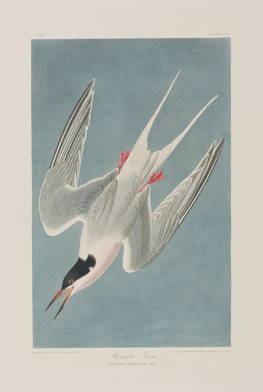 Illustration from 