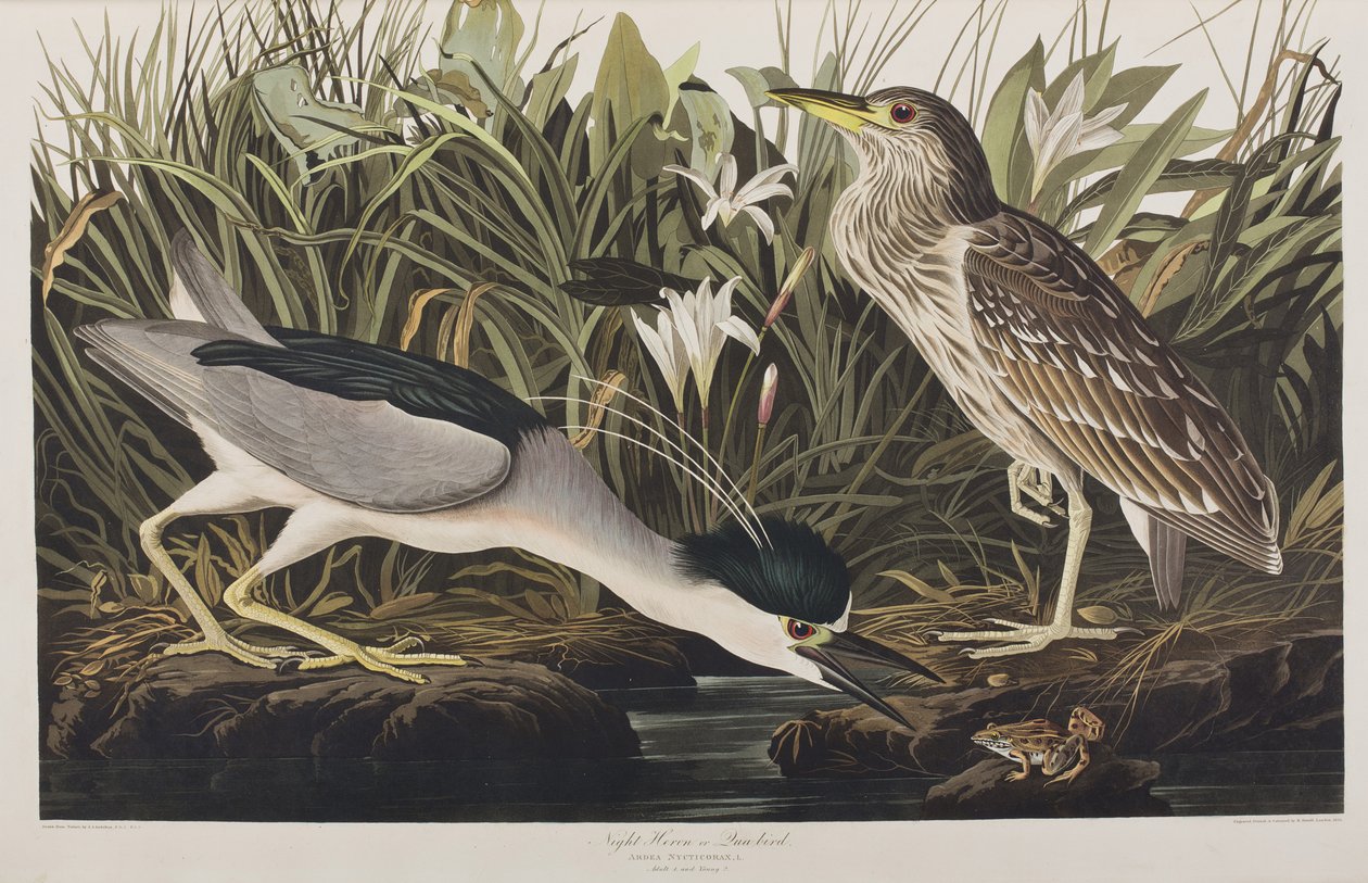 Illustration from 