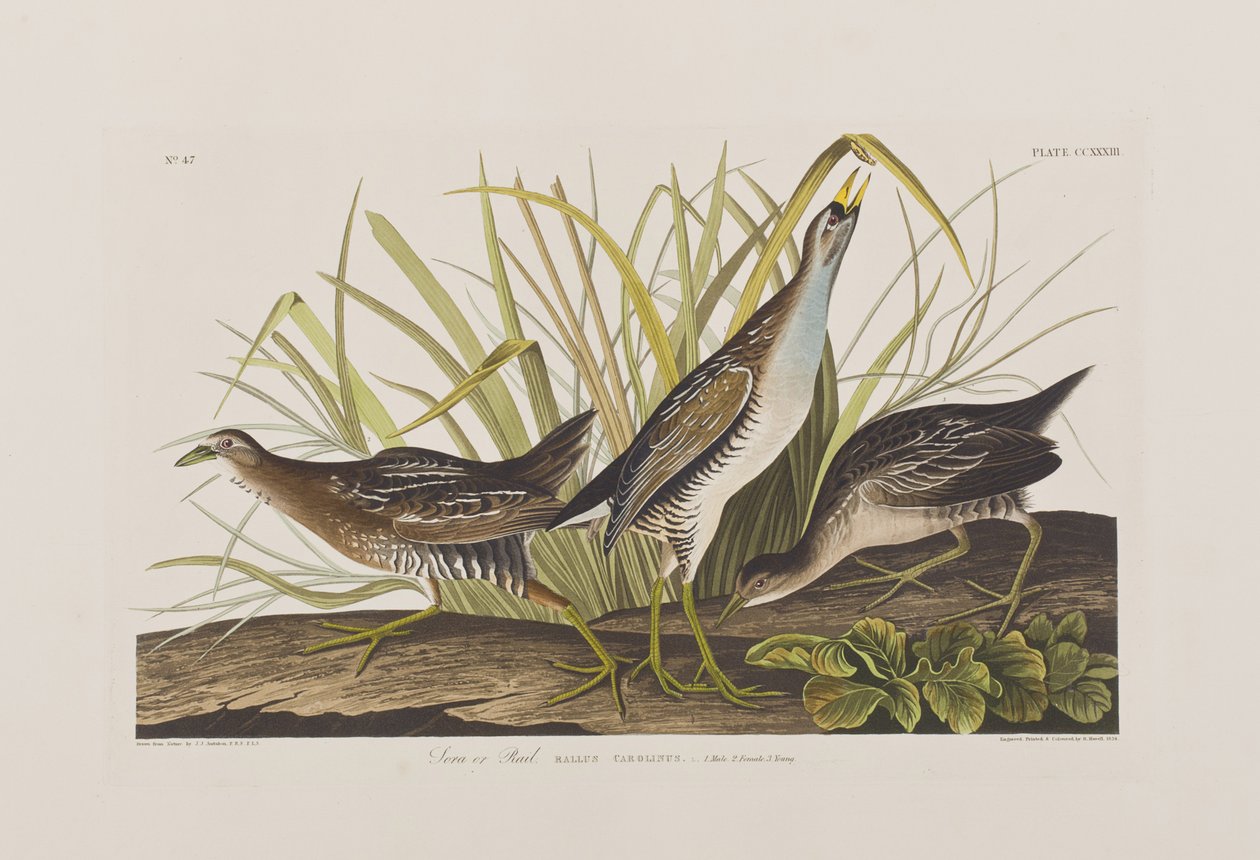 Illustration from 