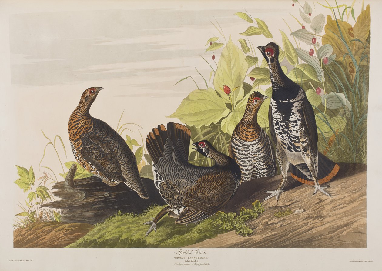 Illustration from 