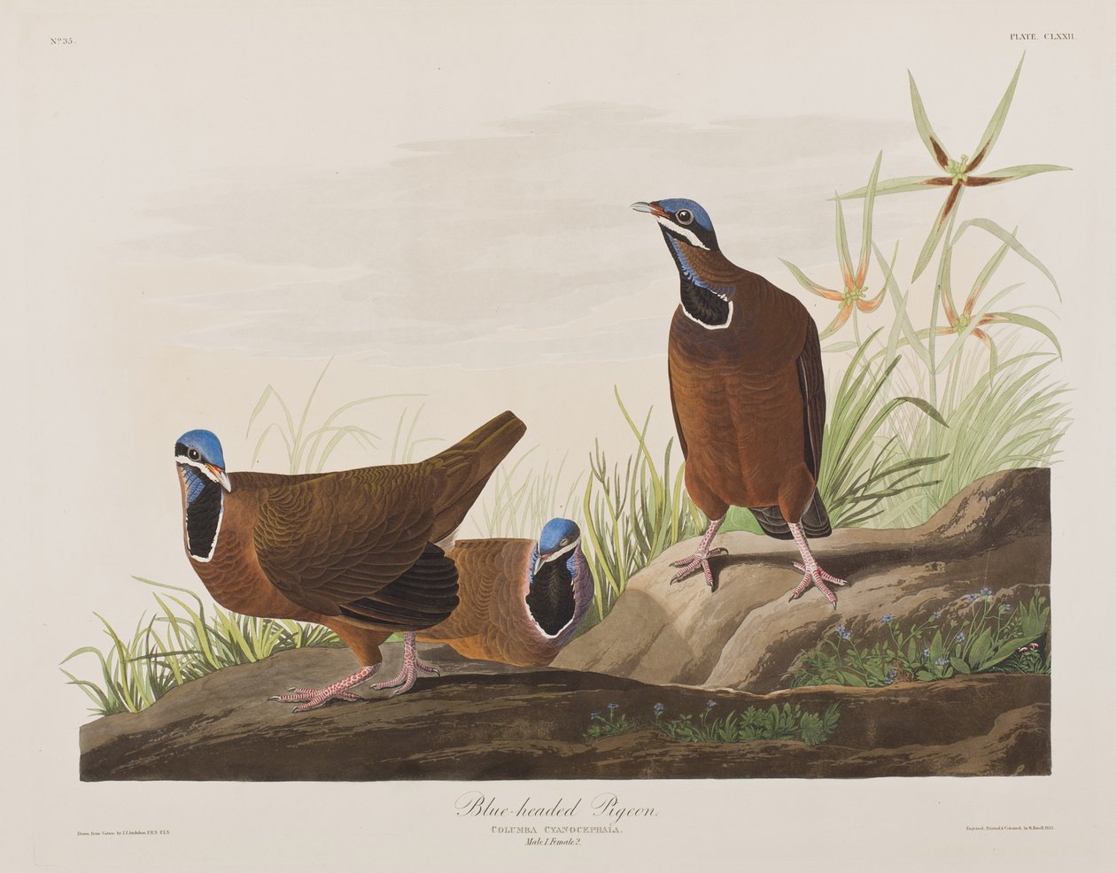 Illustration from 