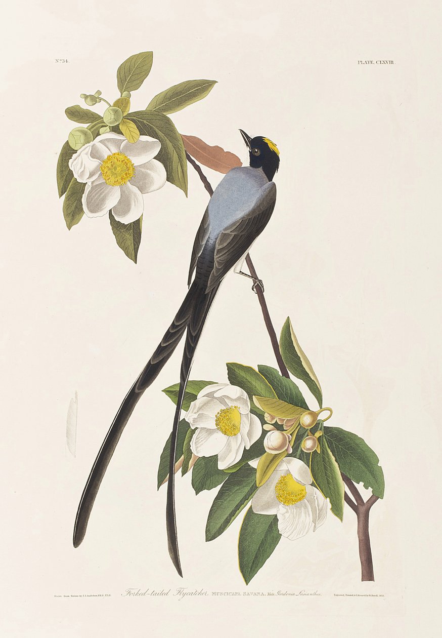 Illustration from 