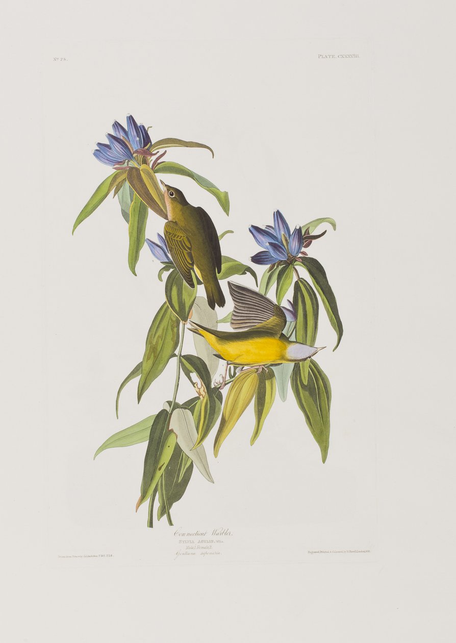 Illustration from 