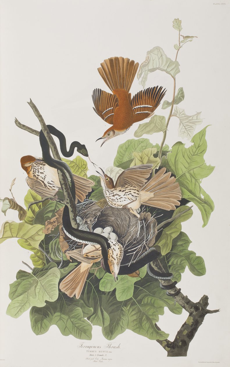 Illustration from 