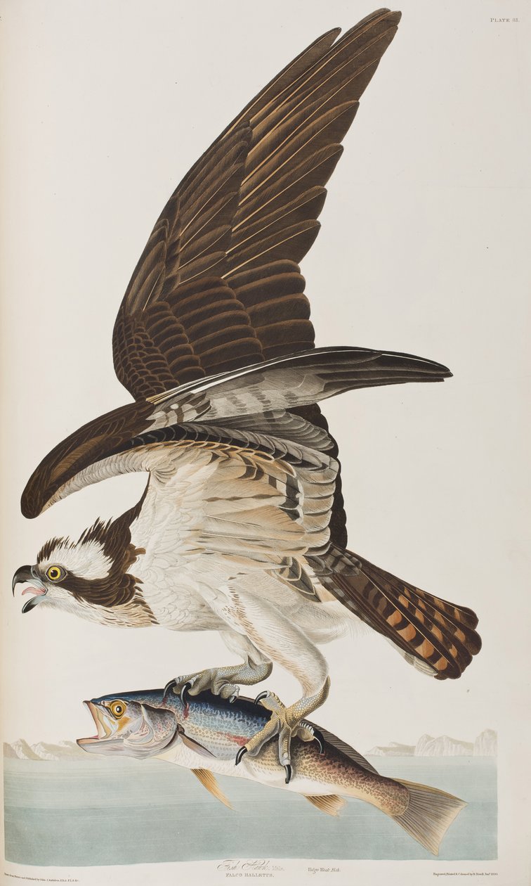 Illustration from 