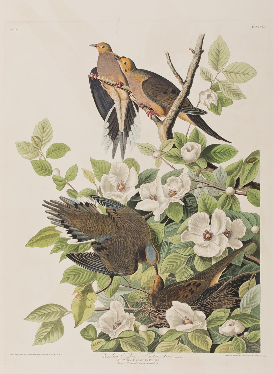 Illustration from 